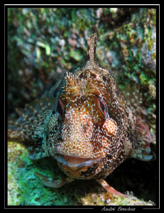 Blennie Gattorugine aux iles medes by André Bruchez 